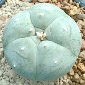 L.W Coahuila variety Parras