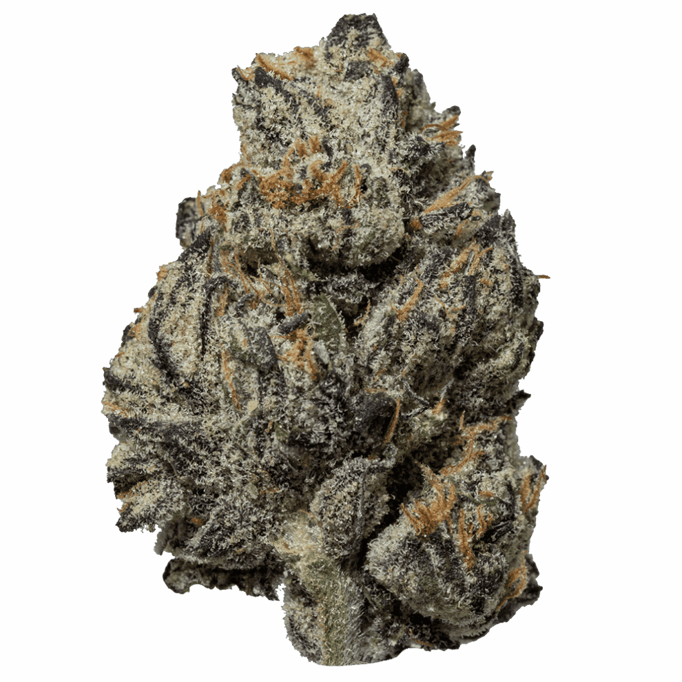 Black Truffle